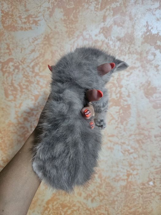 Шотландцы прямоушки.