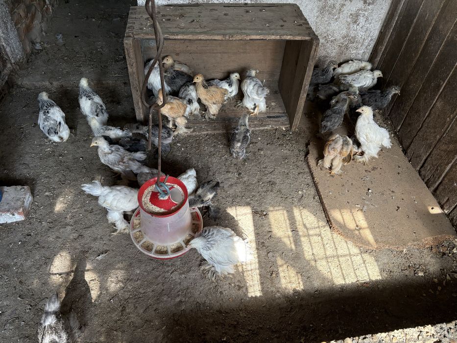 Cocosi brahma herminat inchis si silver