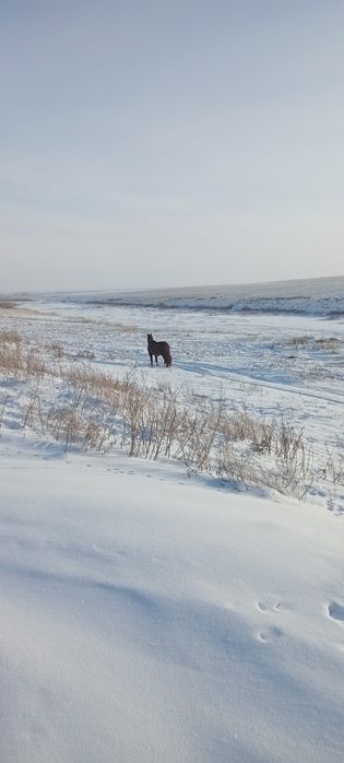 Продам жеребца 5 лет