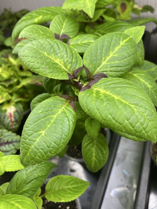 Колеус, растение для дома и сада