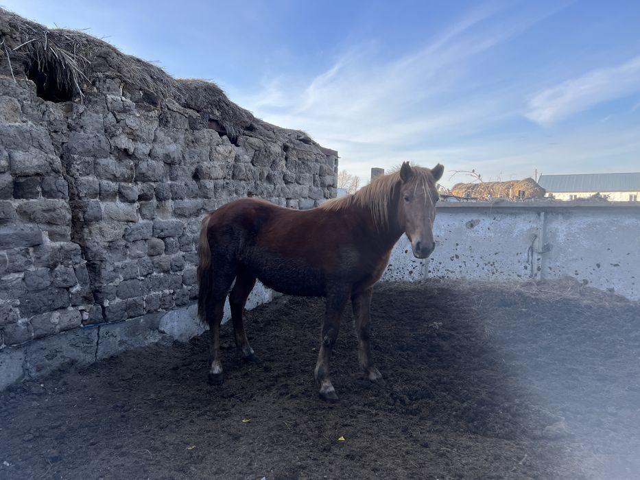 Продается донен