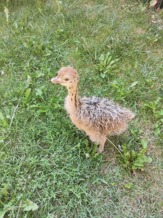 Vând pui de struți