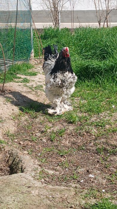 Brama tochkalik xuroz