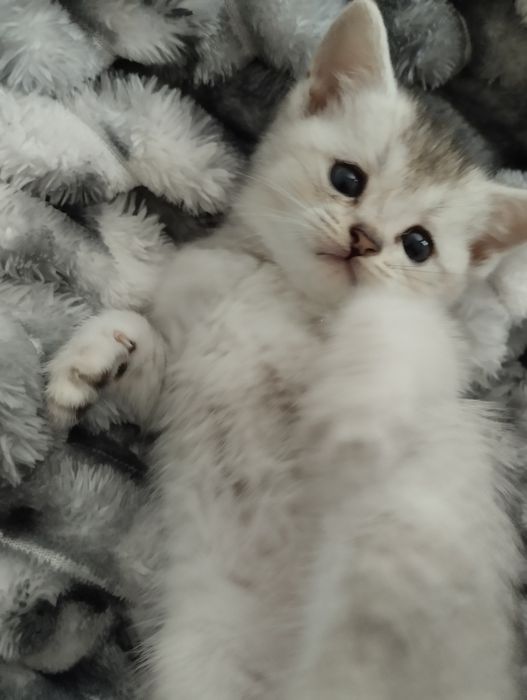 Породистые котята срочно