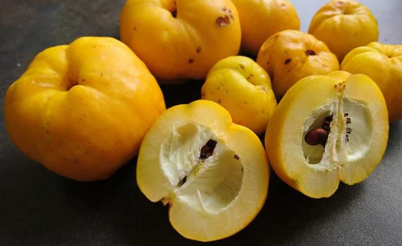 Планински лимон фиданки Chaenomeles