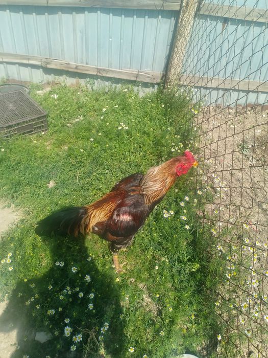 Дәкән кораз шамо