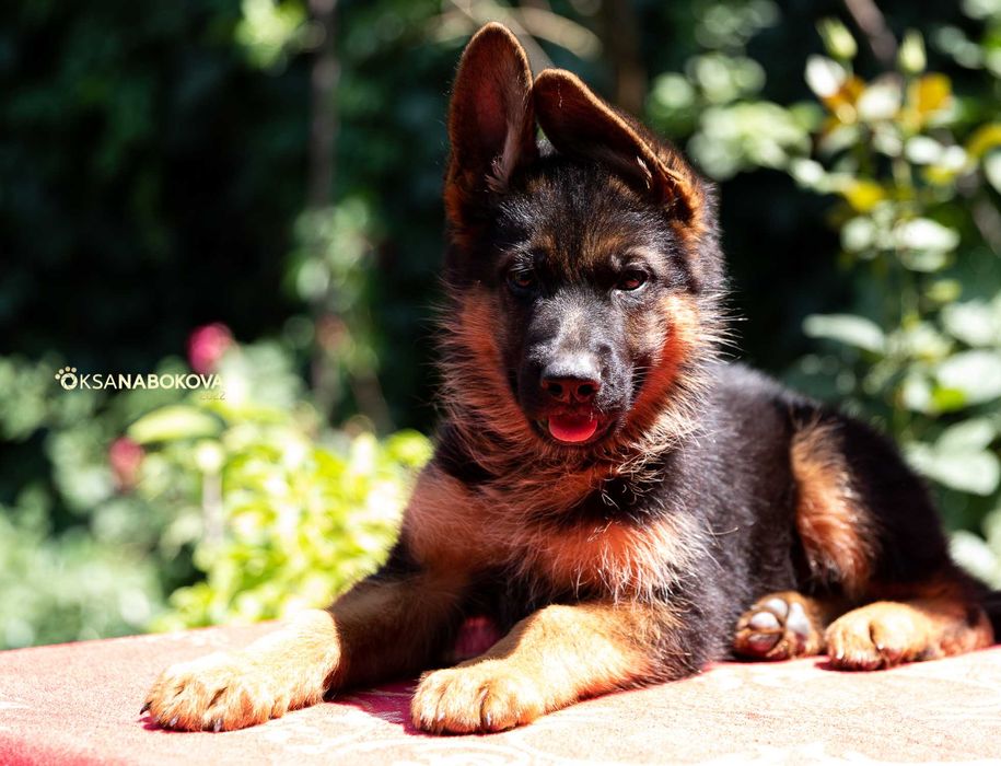 Немецкой овчарки щенки от Ирины Одинцовой