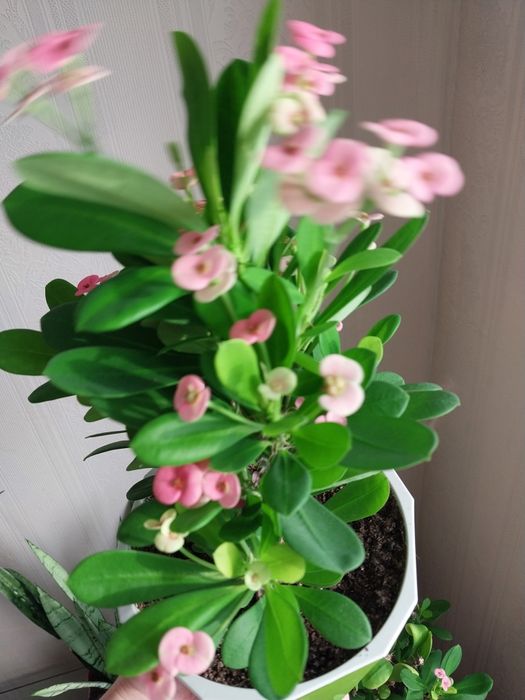 Молочай Милиуса цветущий