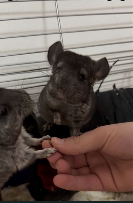 Vând chinchilla lanigera