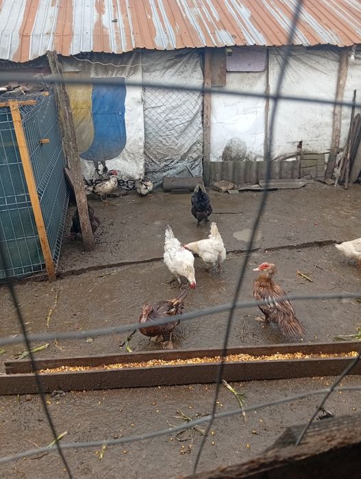 Vând găini romanesti tinere 1 an oua