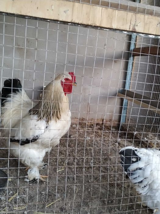 brama, svetli brama tuxumlariga zakaz olinadi