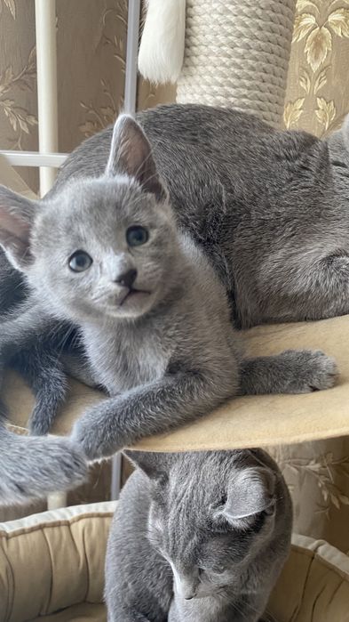 Русская голубая кошка