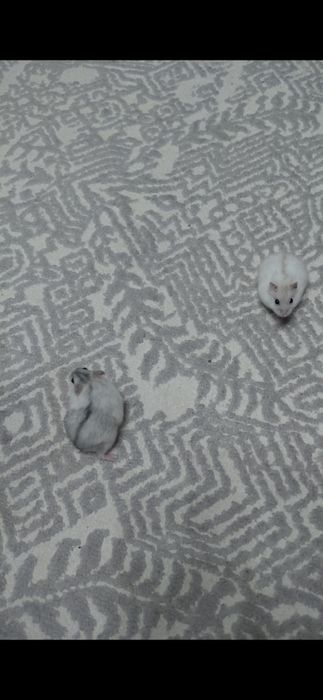 Хомяки по 500тг, есть 3шт