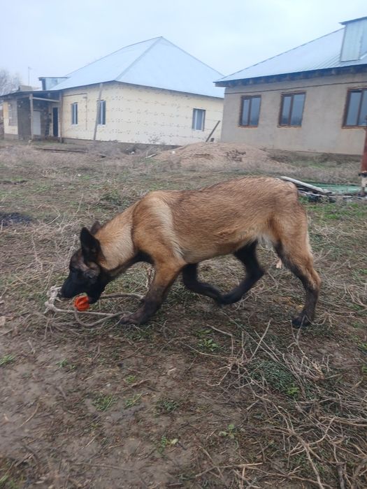 бельгийский овчарка
