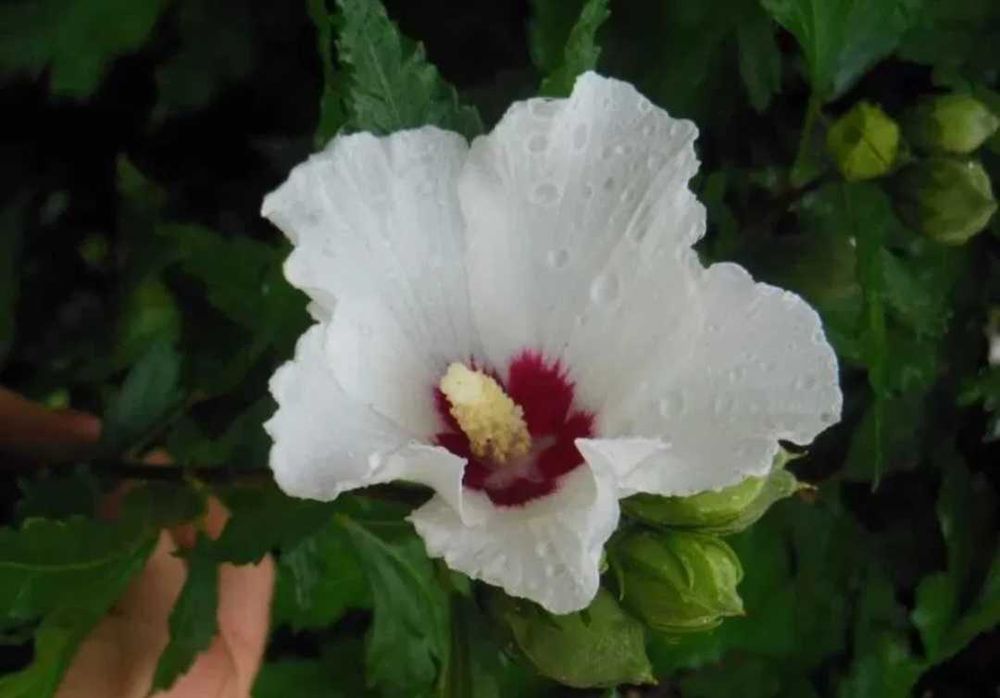 Японска катерлива роза, хортензия, хибискус студоустойчиви