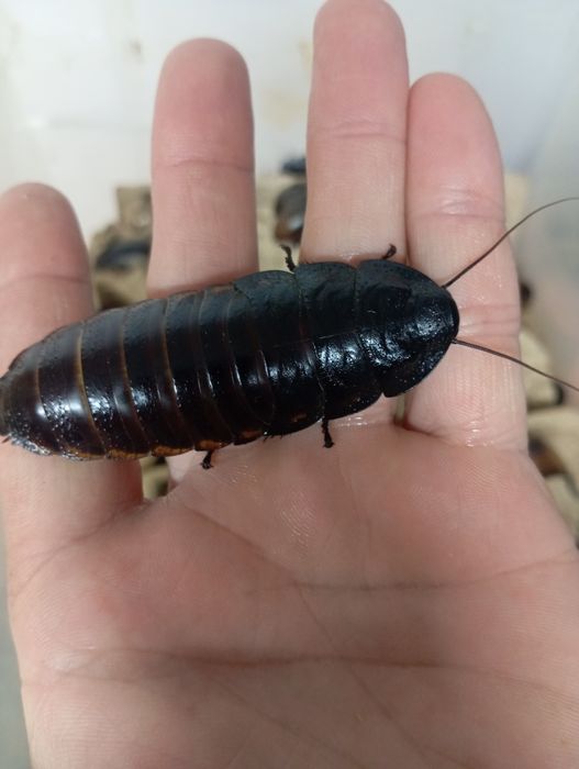 Мадагаскарский шипящий таракан