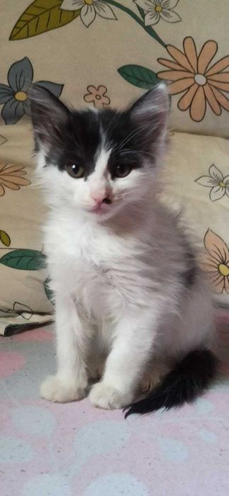 Мяу! Хозяин, отзовись!