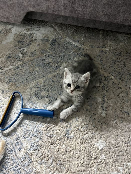 шотландские котята