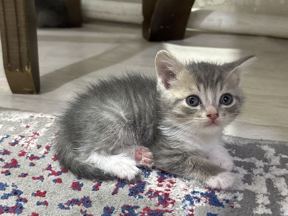 Продаются шотландские котята