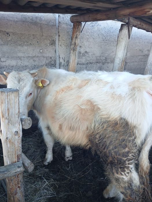 Продам бычка продам