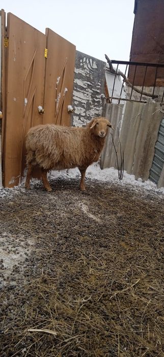 Продается Баран стоит в красный яре