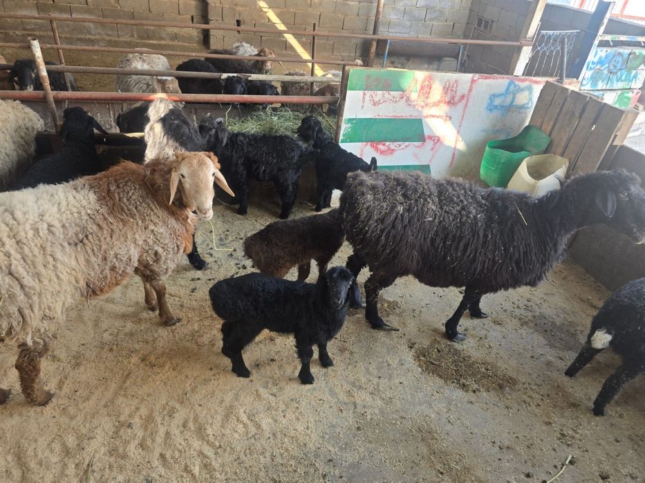 Баран , кои ешкы