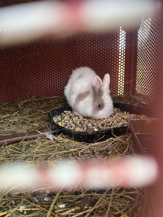 iepuri pitici CAP DE LEU