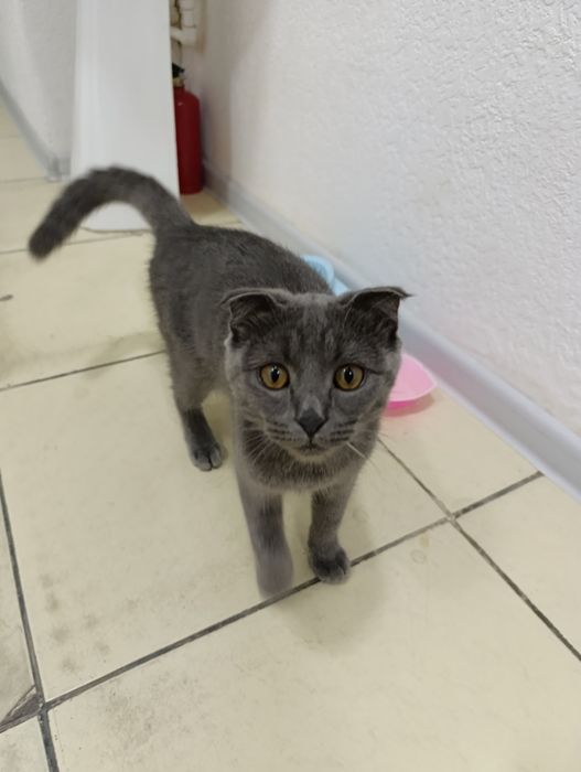 Scottish fold кошка