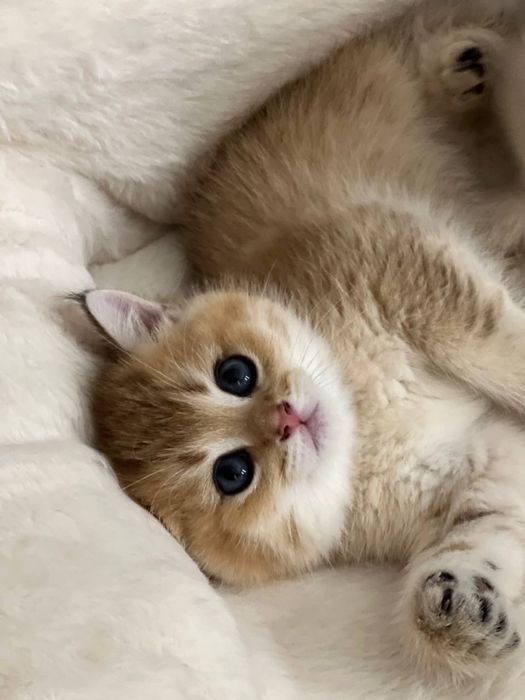 Британские Золотие шиншиллы!