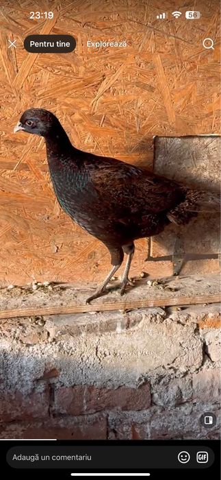 Fazani comuni, tenebros, platină diluată, buff rosu