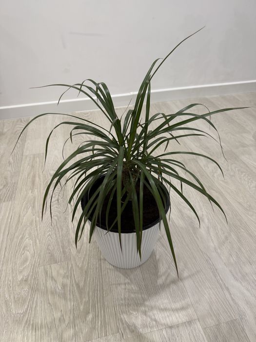 Продам комнатные растения