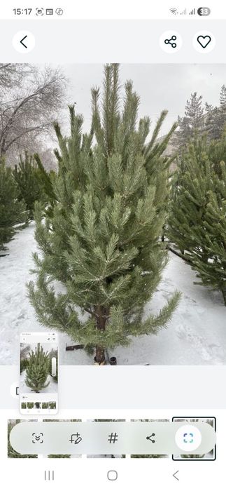 Продажа новогодних елок.