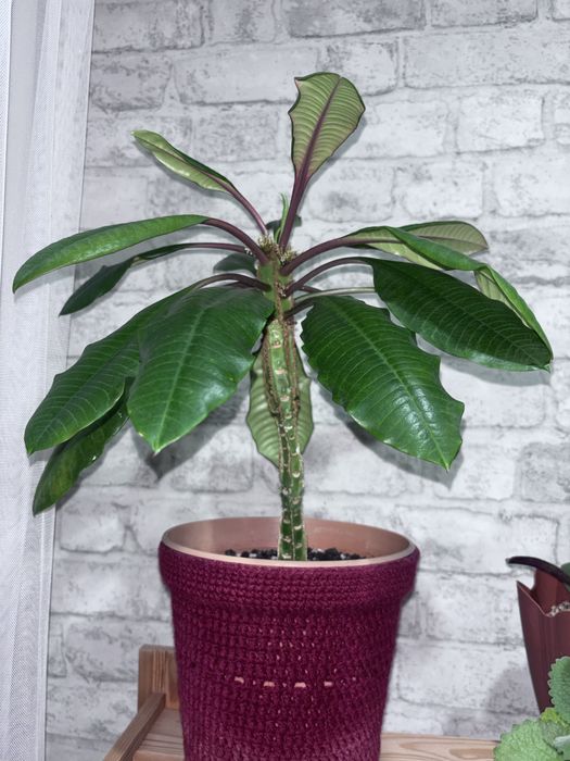 Продам молочай беложильчатый