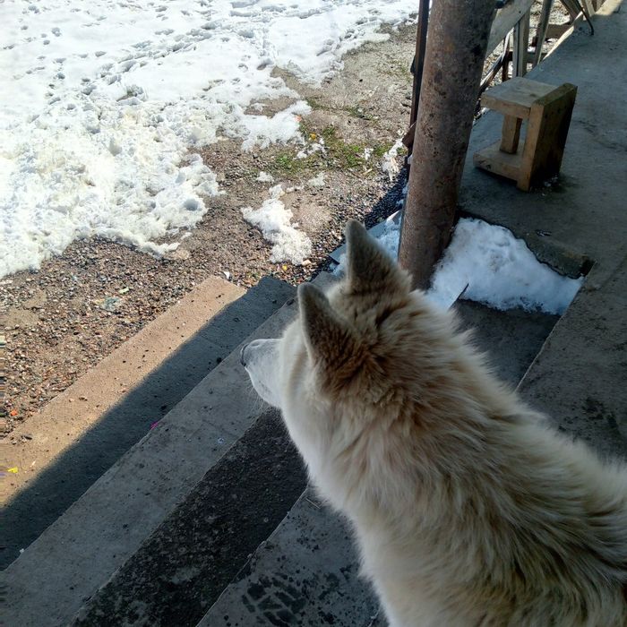 Лойка сабака сатыды