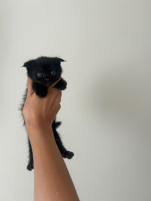 Котята ждут своих родных