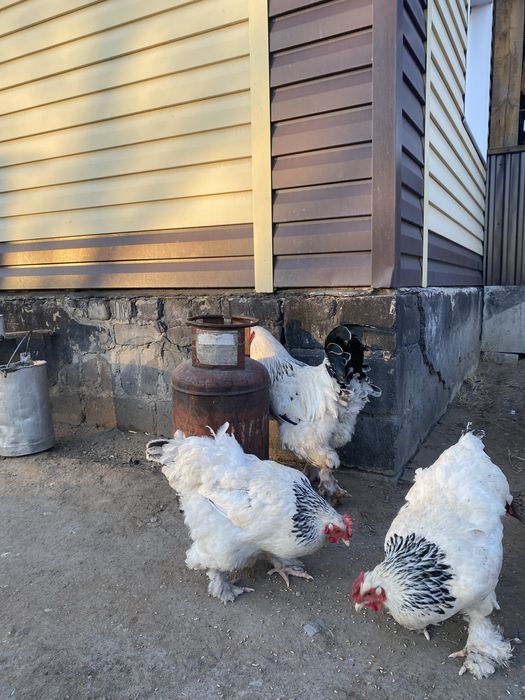 Продам брамо