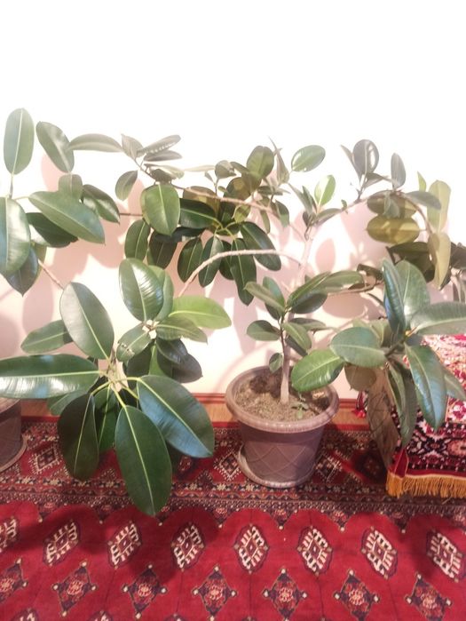 Фикус гули сотилади. Котта тувакда кўп йиллик