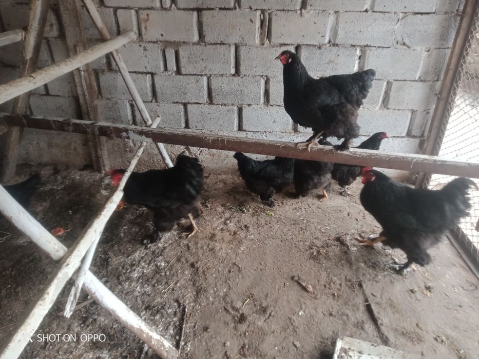 Барма тауықтар сатылады