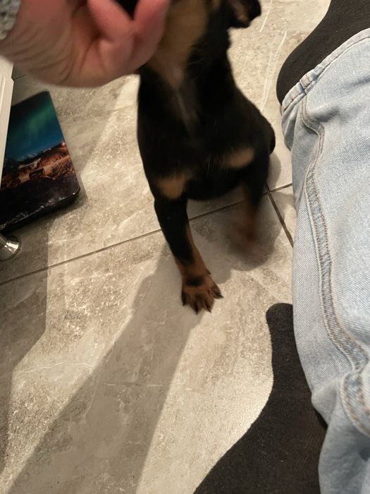 Ягдтерьер щенок