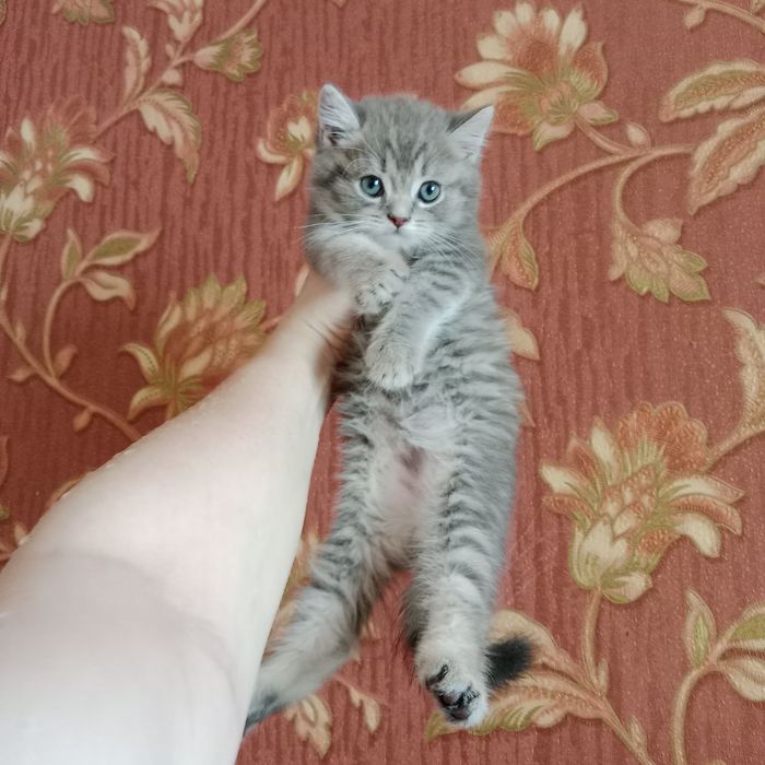 Роскошные котята от суперского кота  и шикарной кошки