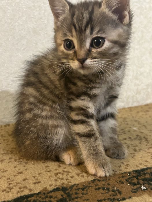 Две маленькие кошечки ищут дом