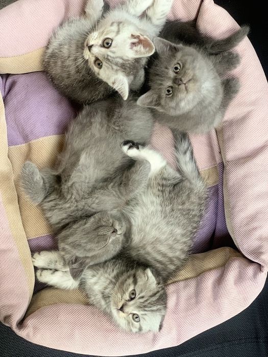 Британские котята