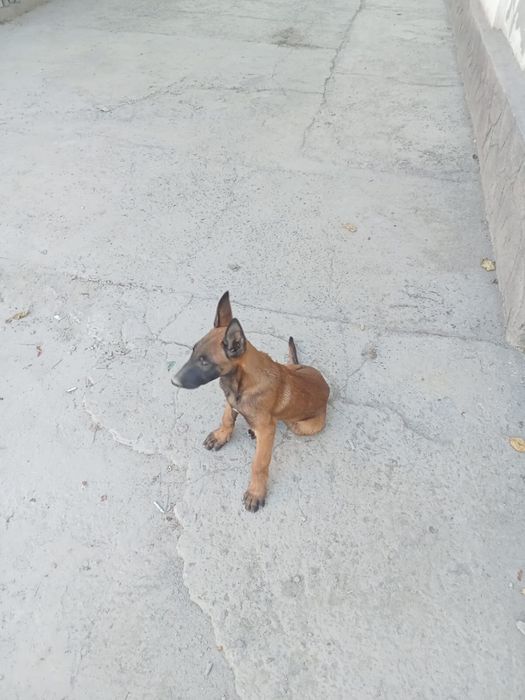 Продам щенка бельгиской овчарки!