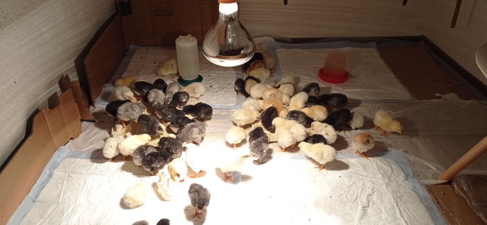 Пиленца - селски носачки