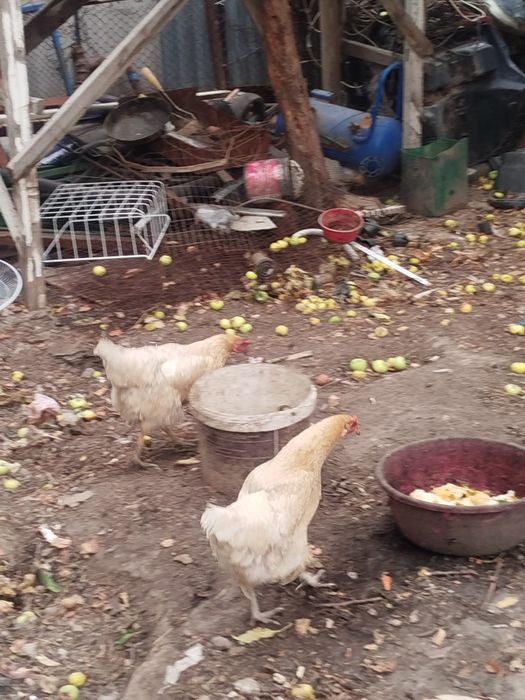 Продам курей и петуха