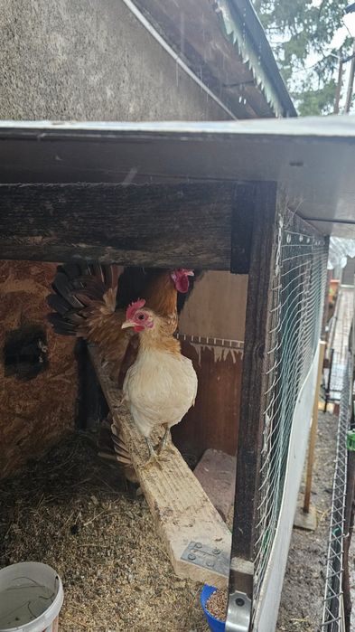 Familie gaini serama