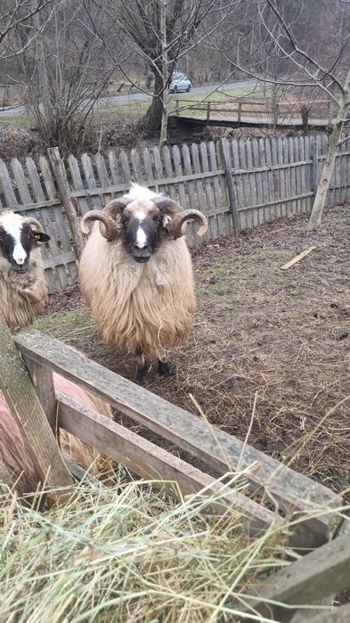 Berbec de taiat sau tinut