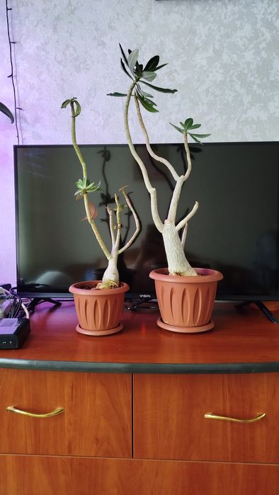 Продам взрослые  Адениумы