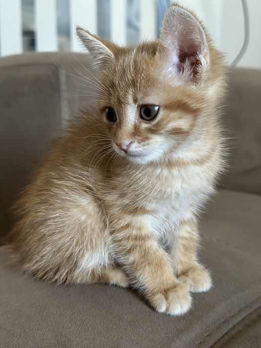Отдам котёнка девочку