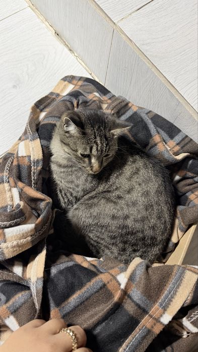 Кот мальчик молодой